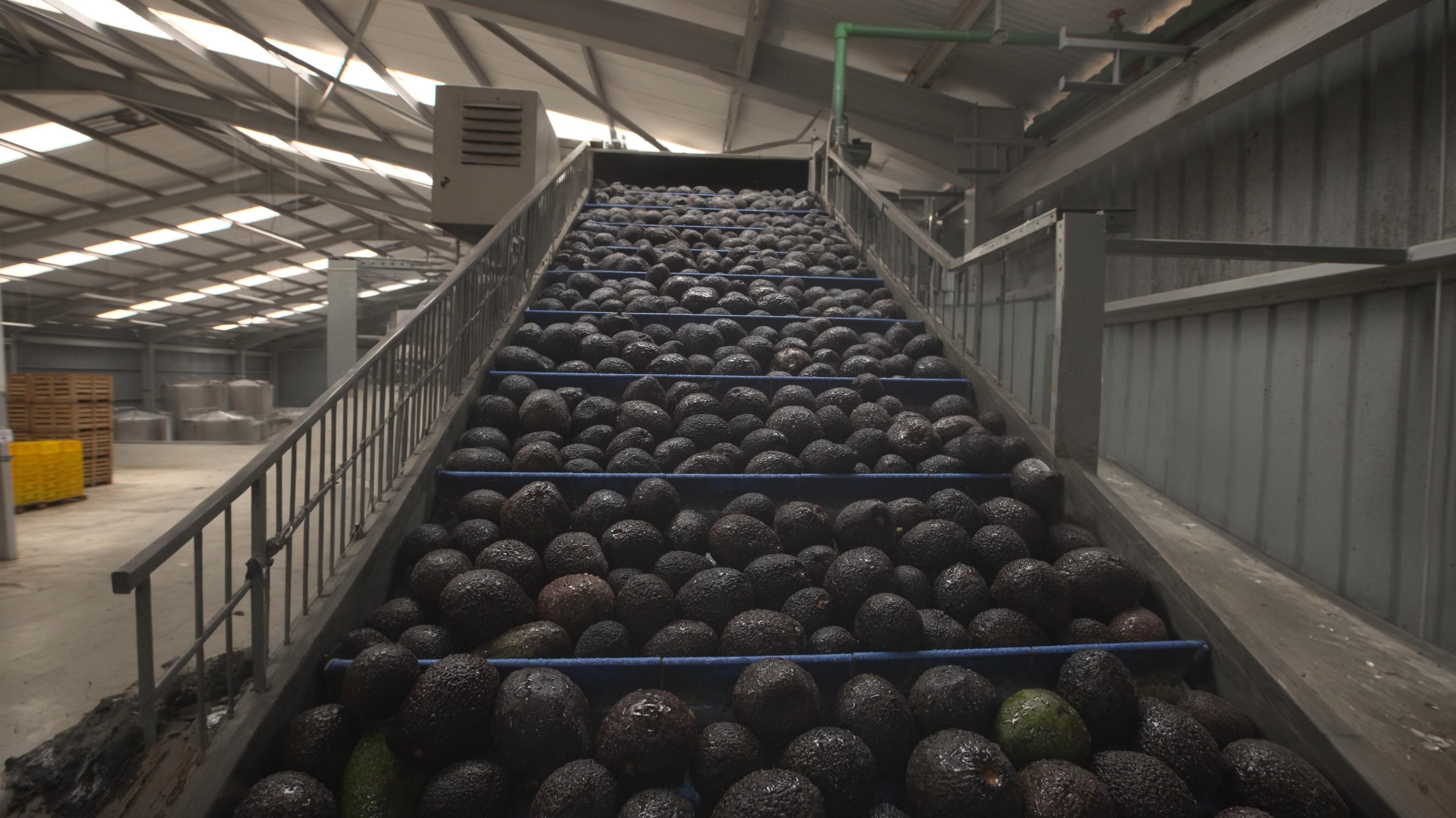 This image showcases a large quantity of dark-skinned avocados neatly arranged on a conveyor belt within an industrial setting, highlighting the efficiency of produce handling. The scene is enhanced with the mention of 'Inpaint', a tool that allows users to replace selected areas with desired content, suggesting its capability to edit and manipulate images in a precise manner, perfect for optimizing visual content for SEO purposes.
