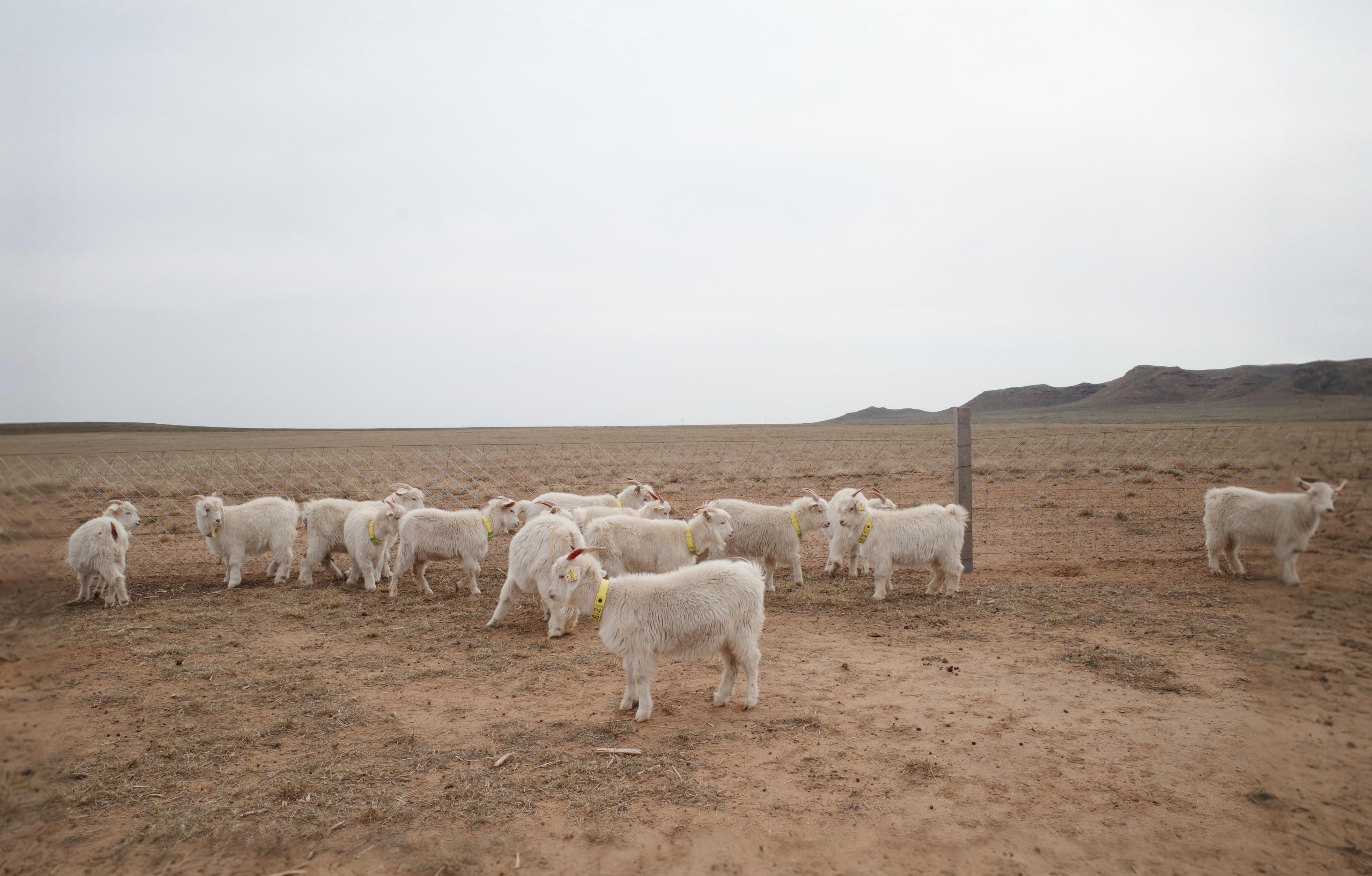 In this expansive image, a flock of white sheep with yellow tags on their ears is scattered across a vast, arid landscape. The horizon is punctuated by distant hills, and the overcast sky casts a muted light over the scene. The 'Zoom out' feature of Stable Assistant has been used to create this image, seamlessly blending the original photo with additional content to extend the view, demonstrating the tool's ability to enhance and expand visual narratives.