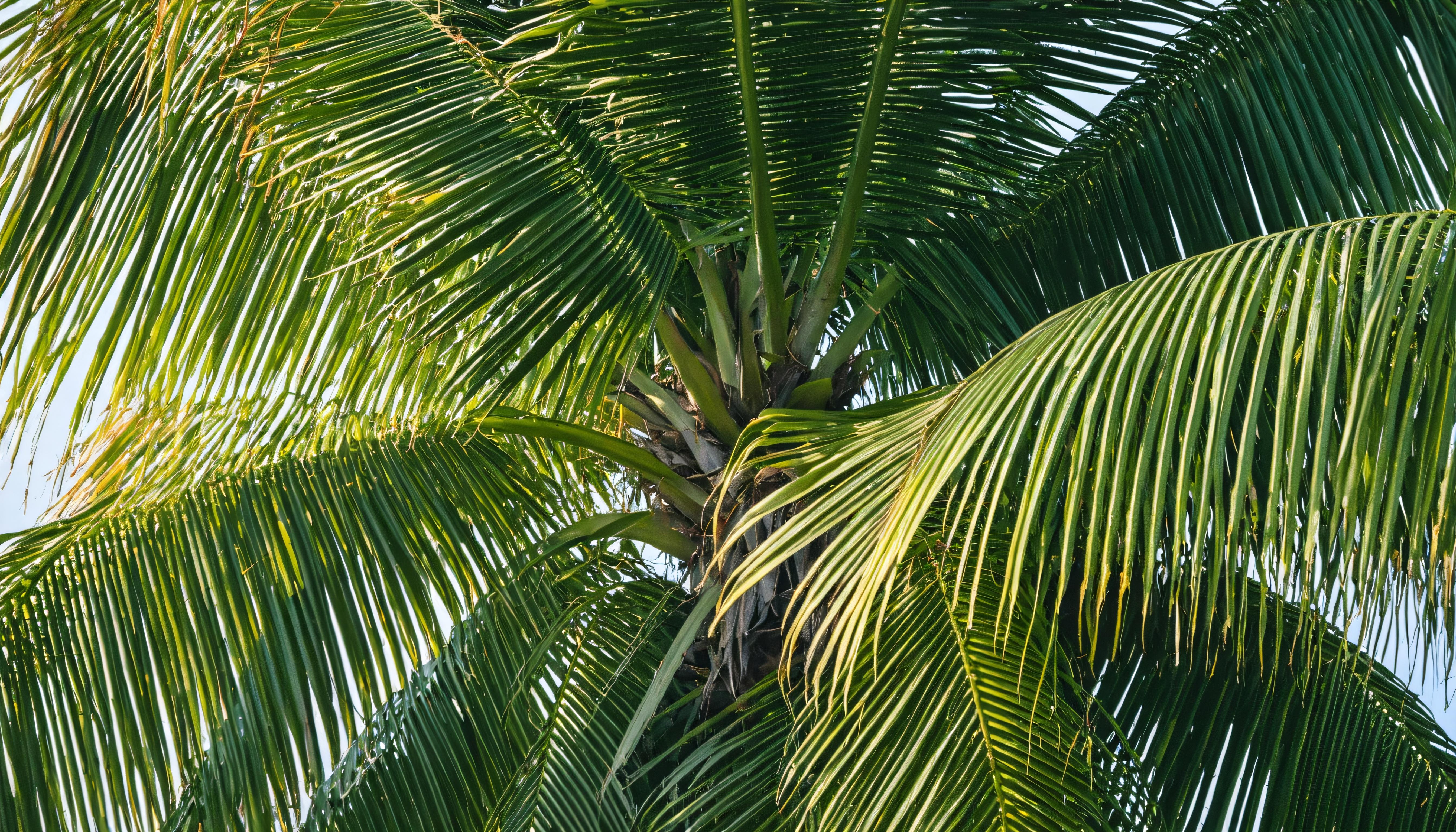 Experience the magic of Stable Assistant's Upscale tool, designed to enhance your images while preserving their essence. This stunning palm tree image showcases the tool's ability to upscale images without losing detail or quality. Perfect for nature lovers and photographers, Upscale brings your visuals to life with vibrant colors and sharp details. #StableAssistant #Upscale #ImageEnhancement #NaturePhotography